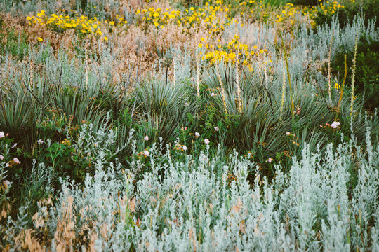 Wildflowers texture in field