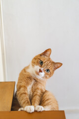 Cute cat at home