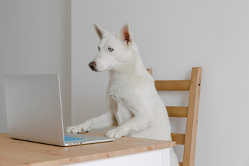 dog working behind the laptop