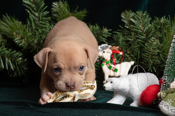 Little cute American Bully puppy playing with a carnival mask next to Christmas tree branches,...