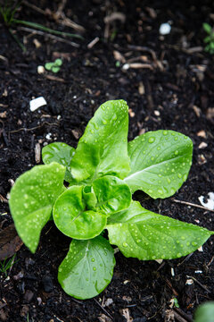 Head lettuce growing