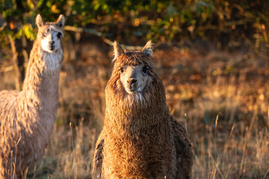 Two alpaca 