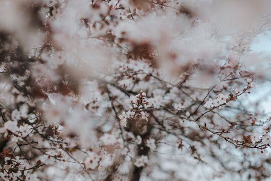 Blossom tree