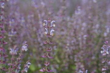 Salbei  blüht auf einem Feld