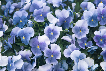 deep blue garden pansy flowers in a flower bed