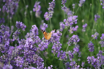 Lavendel ist lila am blühen, Lavendelfelder
