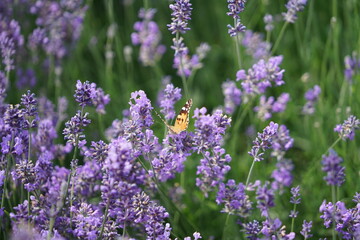Lavendel ist lila am blühen, Lavendelfelder, Schmetterling