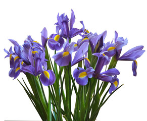 A bush of violet irises — Irises Sibirica isolated on a transparent background.