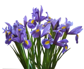 Selbstklebende Fototapeten A bush of violet irises — Irises Sibirica isolated on a transparent background. © hacohob