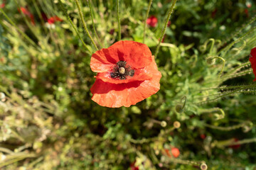 red poppy in the field