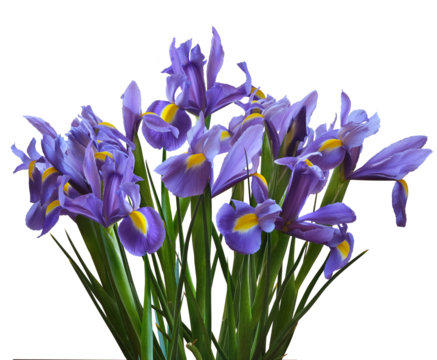 A bush of violet irises — Irises Sibirica isolated on a transparent background.