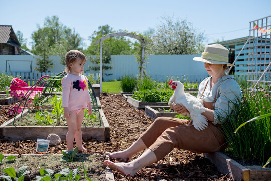 farmer and child contact with free range chicken