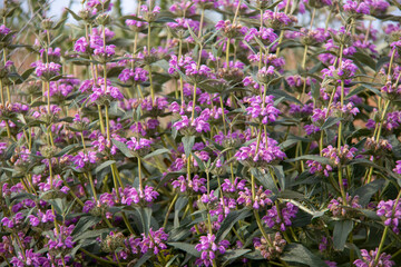 Miles de ramitas de una flor silvestre