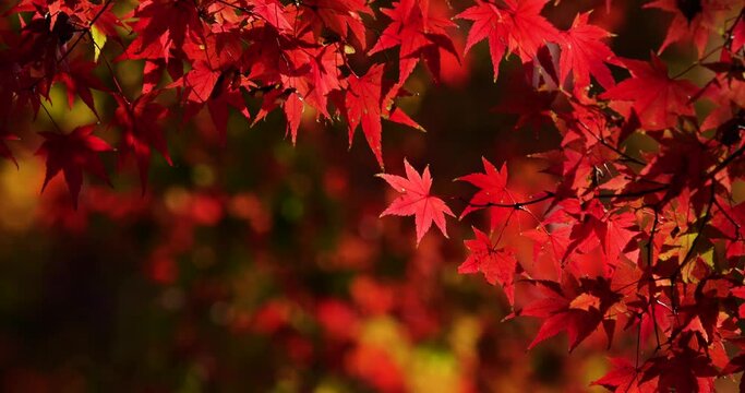 真っ赤な紅葉の4K固定動画