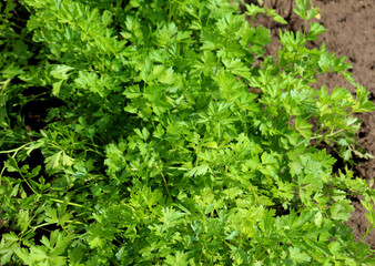 Parsley grows in open ground