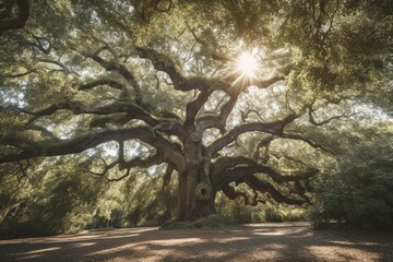 Obraz premium Large southern live oak tree in Charleston. Generative AI