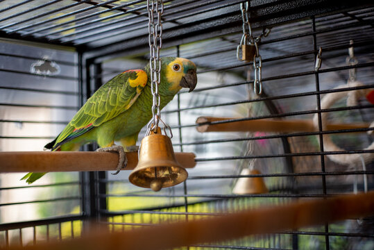 Green and yellow parrot in the cage