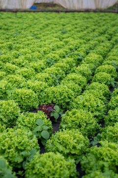 Unique diverse lettuce in green field
