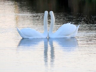 Para łabędzi w wodzie © Renata