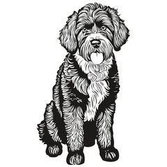 Portuguese Water dog isolated drawing on white background, head pet line illustration sketch drawing