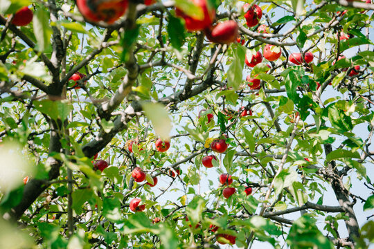 Fruit Picking