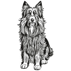 Bearded Collie dog pencil hand drawing vector, outline illustration pet face logo black and white