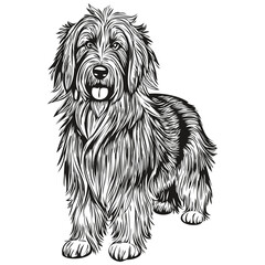 Bearded Collie dog t shirt print black and white, cute funny outline drawing vector sketch drawing