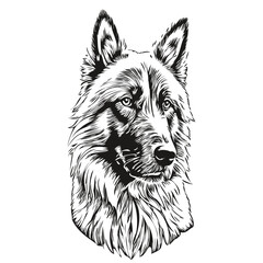 Fototapeta premium Belgian Tervuren dog pencil hand drawing vector, outline illustration pet face logo black and white realistic breed pet