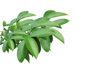 Fresh green tree branch isolated on transparent background.