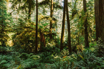 Redwoods in the fall