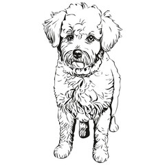 Bichons Frise dog cartoon face ink portrait, black and white sketch drawing, tshirt print
