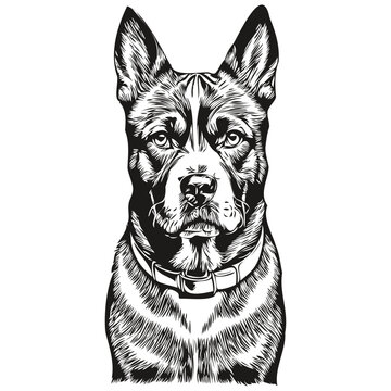 American Staffordshire Terrier dog vector face drawing portrait, sketch vintage style transparent background sketch drawing