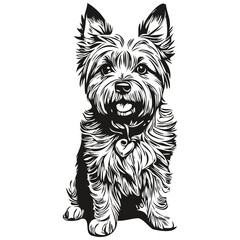 Cairn Terrier dog isolated drawing on white background, head pet line illustration sketch drawing