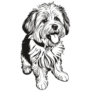 Coton de Tulear dog realistic pet illustration, hand drawing face black and white vector sketch drawing