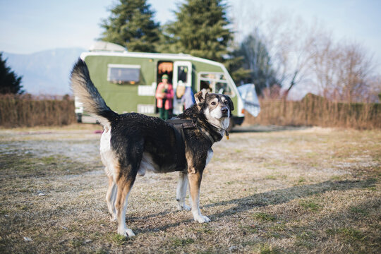 shepherd dog guards the camper