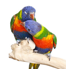 Two Blue Mountain Lorikeets