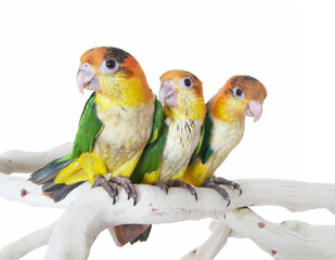 Fototapeta na wymiar Three Caique Parrots