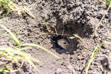 close up shot of  A curious European ground squirrel
( Spermophilus citellus ) in it's hole