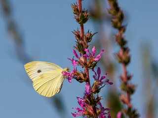 Butterfly in their natural environment.