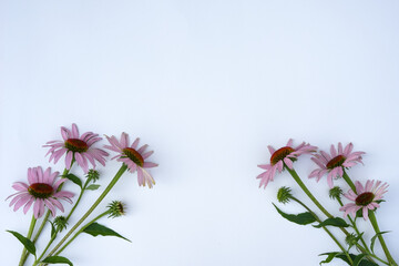 Beautiful blooming echinacea flowers with leaves on white background. Floral concept. Flat lay, top view.