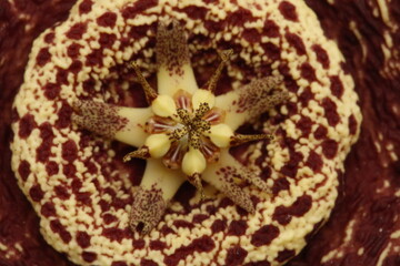 centro de flor con pistilos y estambres de stapelia orbea variegata color amarillo con puntos...