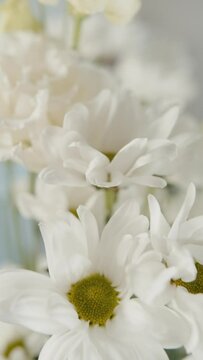 white chrysanthemums and light eustoma close up. Vertical video