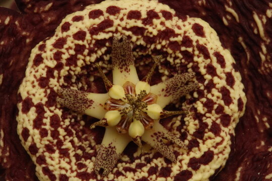 centro de flor con pistilos de stapelia orbea variegata color amarillo con puntos magentas en forma de estrella vista cenital