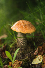 mushroom in the forest