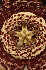 centro de flor de stapelia orbea variegata color amarillo con puntos magentas en forma de estrella vista cenital