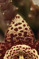petalo de flor de stapelia orbea variegata color amarillo con puntos magentas en forma de estrella vista cenital
