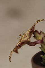 close up de flor de stapelia orbea variegata color amarillo con puntos magentas de perfil con fondo claro color gris