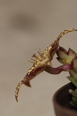 flor de stapelia orbea variegata color amarillo con puntos magentas de perfil con fondo claro color gris
