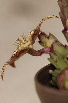 close up de flor de stapelia orbea variegata color amarillo con puntos magentas de perfil con fondo claro color gris