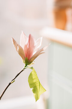 Delicate Magnolias